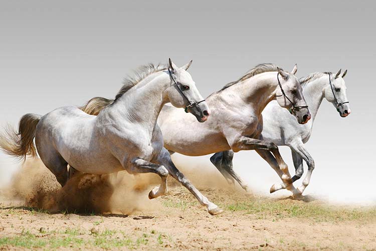 Pension de Chevaux Saint-Laurent-sur-Sèvre