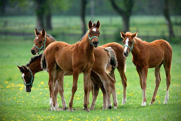 Pension de Chevaux Saint-Laurent-sur-Sèvre