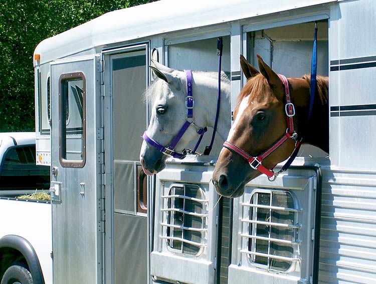 Vente de chevaux Saint-Laurent-sur-Sèvre
