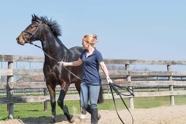 Élevage chevaux Saint-Laurent-sur-Sèvre