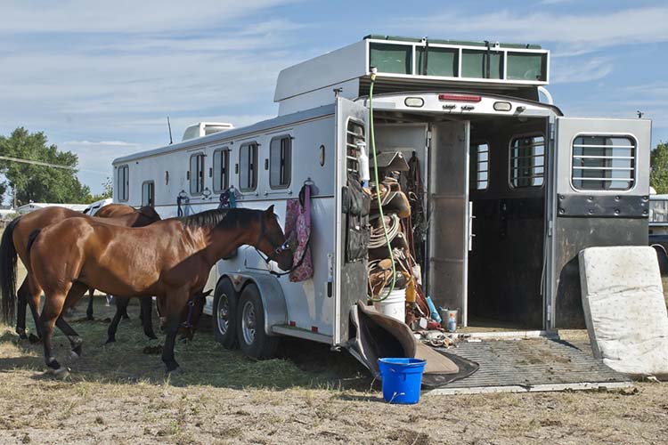 Pension de chevaux Saint-Laurent-sur-Sèvre