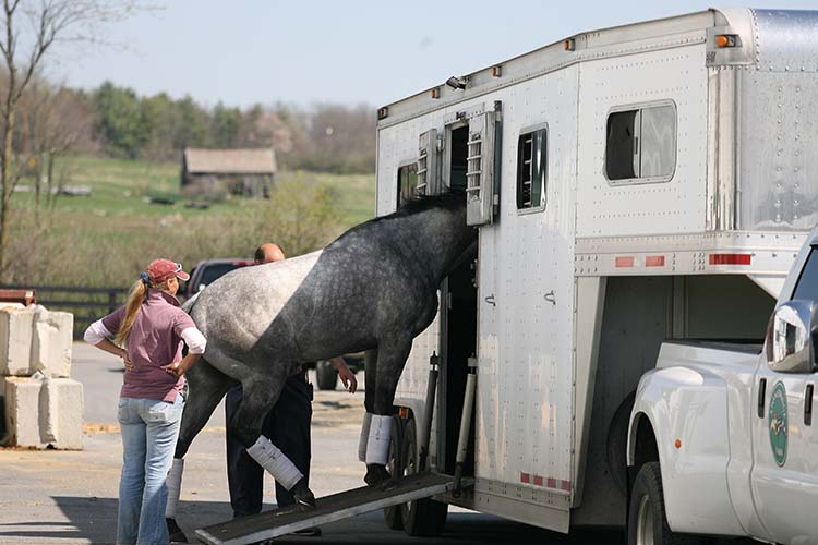 Vente de chevaux Saint-Laurent-sur-Sèvre