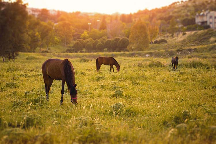Pension de chevaux Saint-Laurent-sur-Sèvre